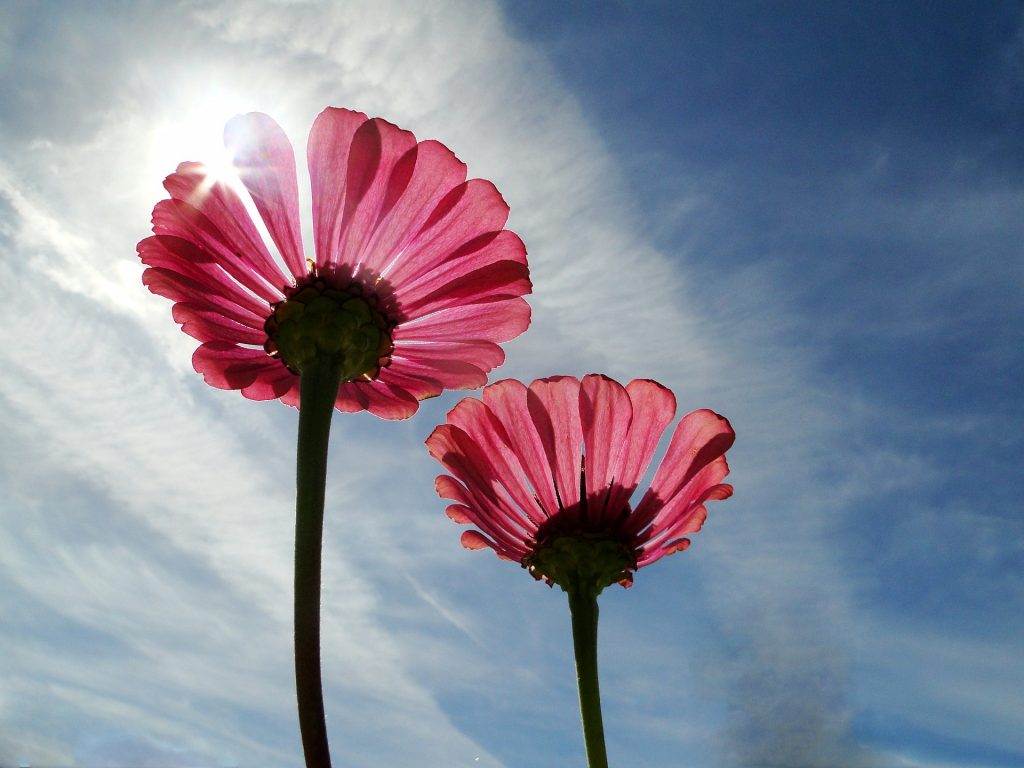 Zwei Blumen als Symbolbild für Solo-Mutterschaft
